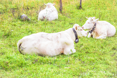 brown and white cow in the pasture in Franceの写真素材