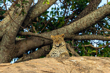 Leopard lying on a rock in Serengeti National Park, Tanzania