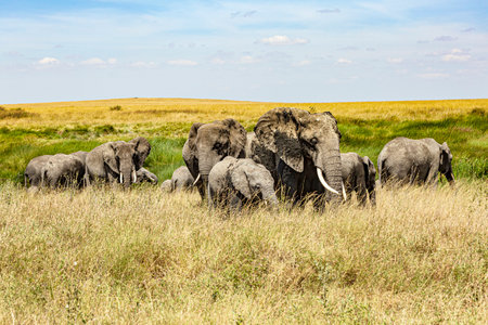 Elephants in Serengeti National Park, Tanzaniaの写真素材