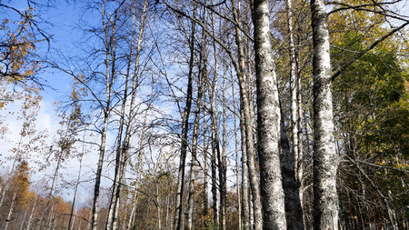 Autumn birch