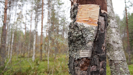 birchの写真素材