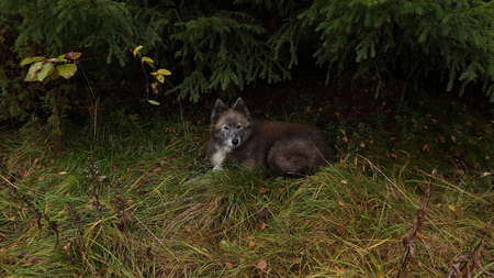 Dog resting under spruce in a clearing in the autumn forest