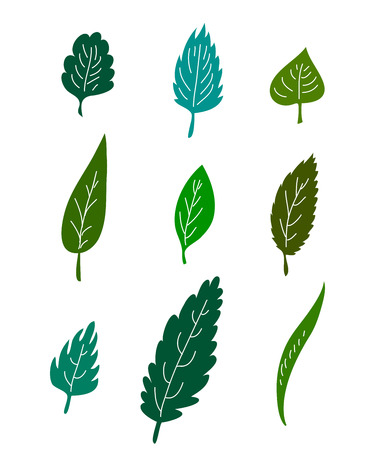 Collection of green vector leaves from different trees&#xA;のイラスト素材