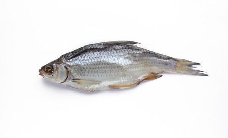 one dried roach on white background