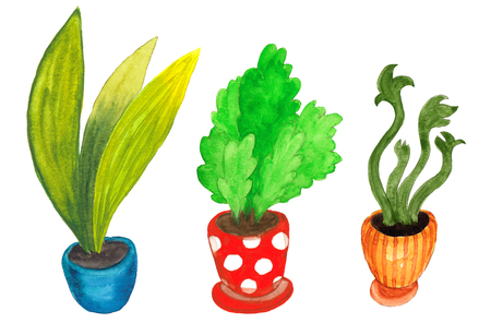 watercolor collection of three home flowers in colorful potsの写真素材
