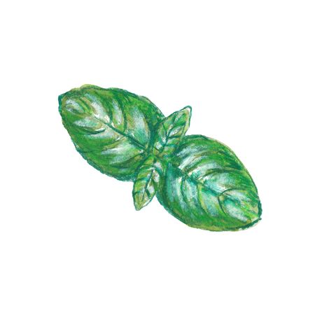 Watercolor illustration of basil leaves with pencil texture on white backgroundの写真素材