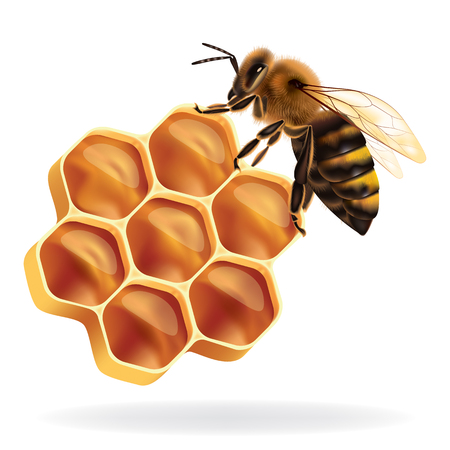 honeycomb and beeのイラスト素材