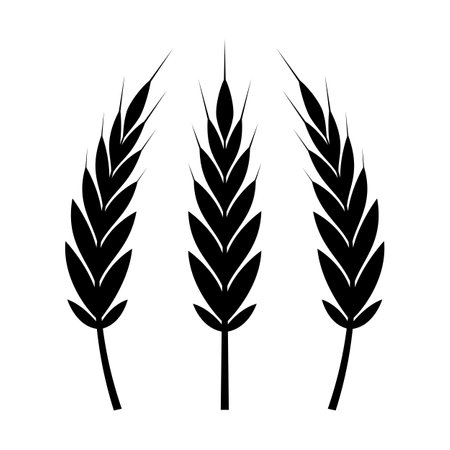 silhouette of rice plant on a white backgroundのイラスト素材