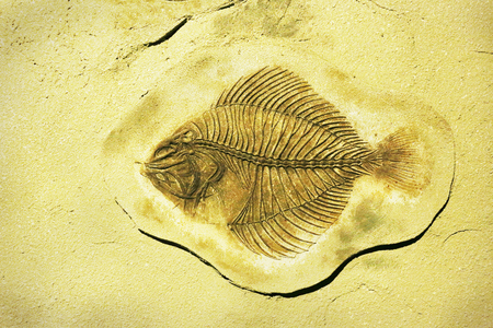 fish fossilの写真素材