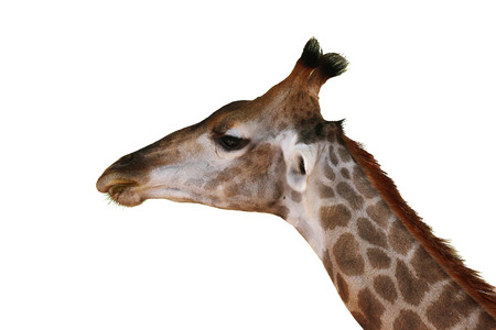 An adult Giraffe isolated against white background; Giraffa Camelopardalisの写真素材