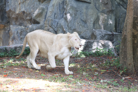 White lionの写真素材