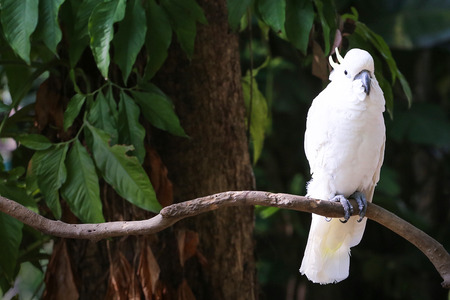 cockatoosの写真素材