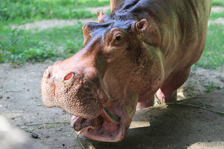 hippo, hippopotamusの写真素材