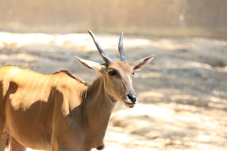 Sand gazelleの写真素材