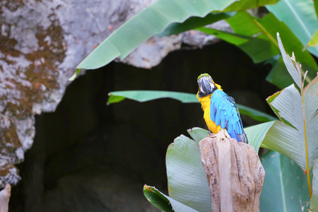 Blue-throated Macaw (Ara glaucogularis)の写真素材