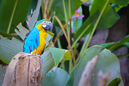 Blue-throated Macaw (Ara glaucogularis)の写真素材