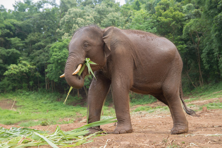 Elephant eating green grassの写真素材