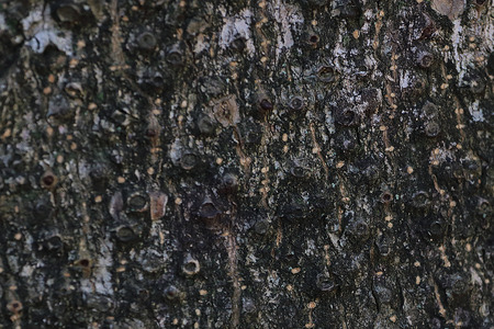 Texture - a bark of an old treeの写真素材