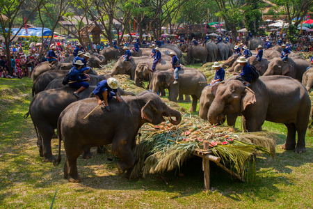 MAE SAI, THAILAND 13/3/2013: [National Elephant Day celebrations in Mae Sai Elephant camp; Elephants with their drivers (mahouts) eating during feast show].のeditorial素材