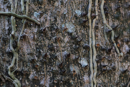 Texture - a bark of an old treeの写真素材