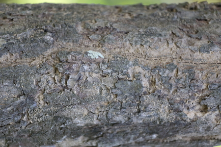Texture - a bark of an old tree