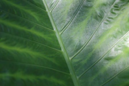 Texture - a bark of an old treeの写真素材