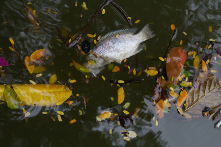 Dirty waterの写真素材