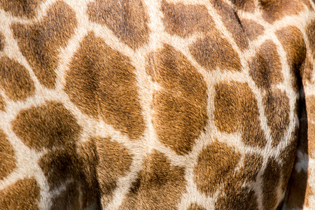 beautiful Giraffe (Giraffa camelopardalis) skin for background use