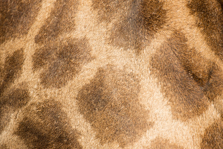 beautiful Giraffe (Giraffa camelopardalis) skin for background use