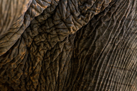 elephant skin textureの写真素材