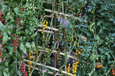 Organic Fresh green lettuce in farmの写真素材