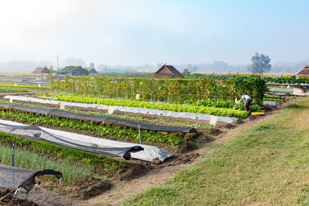 Rows of plants in a cultivated farmers field  morning light.の写真素材