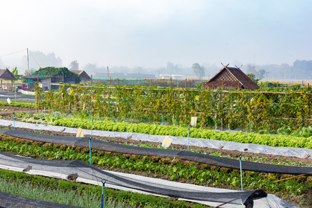 Rows of plants in a cultivated farmers field  morning light.の写真素材