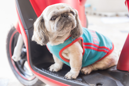 Cute shaggy Shih Tzu dogの写真素材