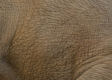 elephant skin textureの写真素材