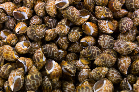 Spotted babylon snail food backgroundの写真素材