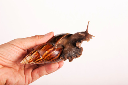 Snail with hand isolated on white backgroundの写真素材