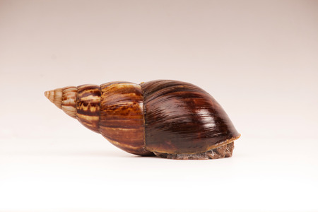 Snail (Amphidromus)の写真素材