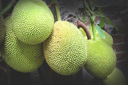 jackfruit on tree