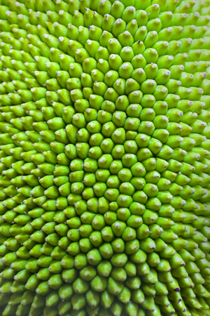Jackfruit peel a small button consecutive yellowish green.