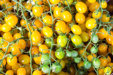 Close-up view of fresh tomatoes. Young juicy tomatoes. A lot of tomatoesの写真素材