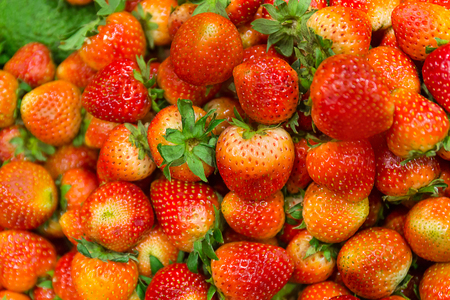 Soft focus background from freshly harvested strawberriesの写真素材
