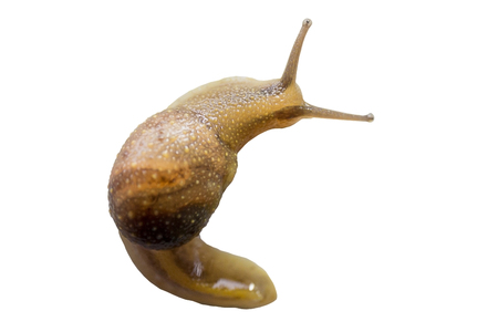 Soft focus Snailの写真素材