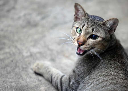 Cat in Bangkok Thailandの写真素材