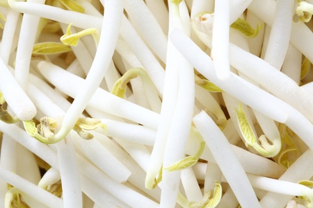 bean sproutsの写真素材