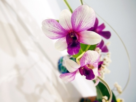 Orchid  の写真素材