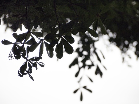 Tree silhouetteの写真素材