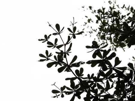 Tree silhouetteの写真素材