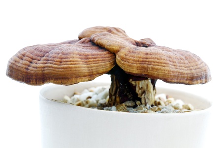 Ganoderma Lucidum 