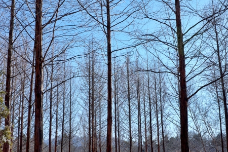 Tree and sky